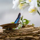 Schmetterling