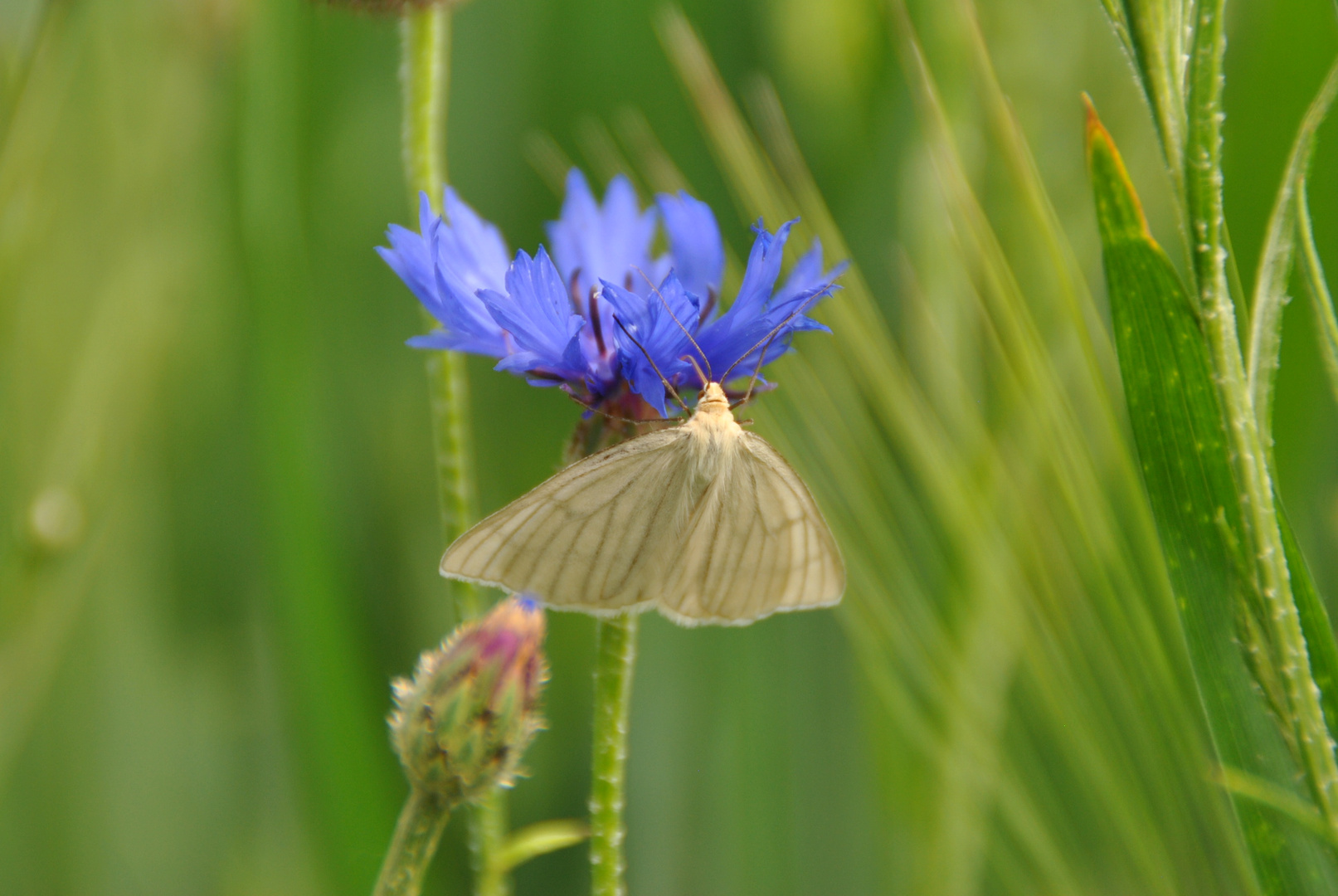 Schmetterling