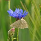 Schmetterling