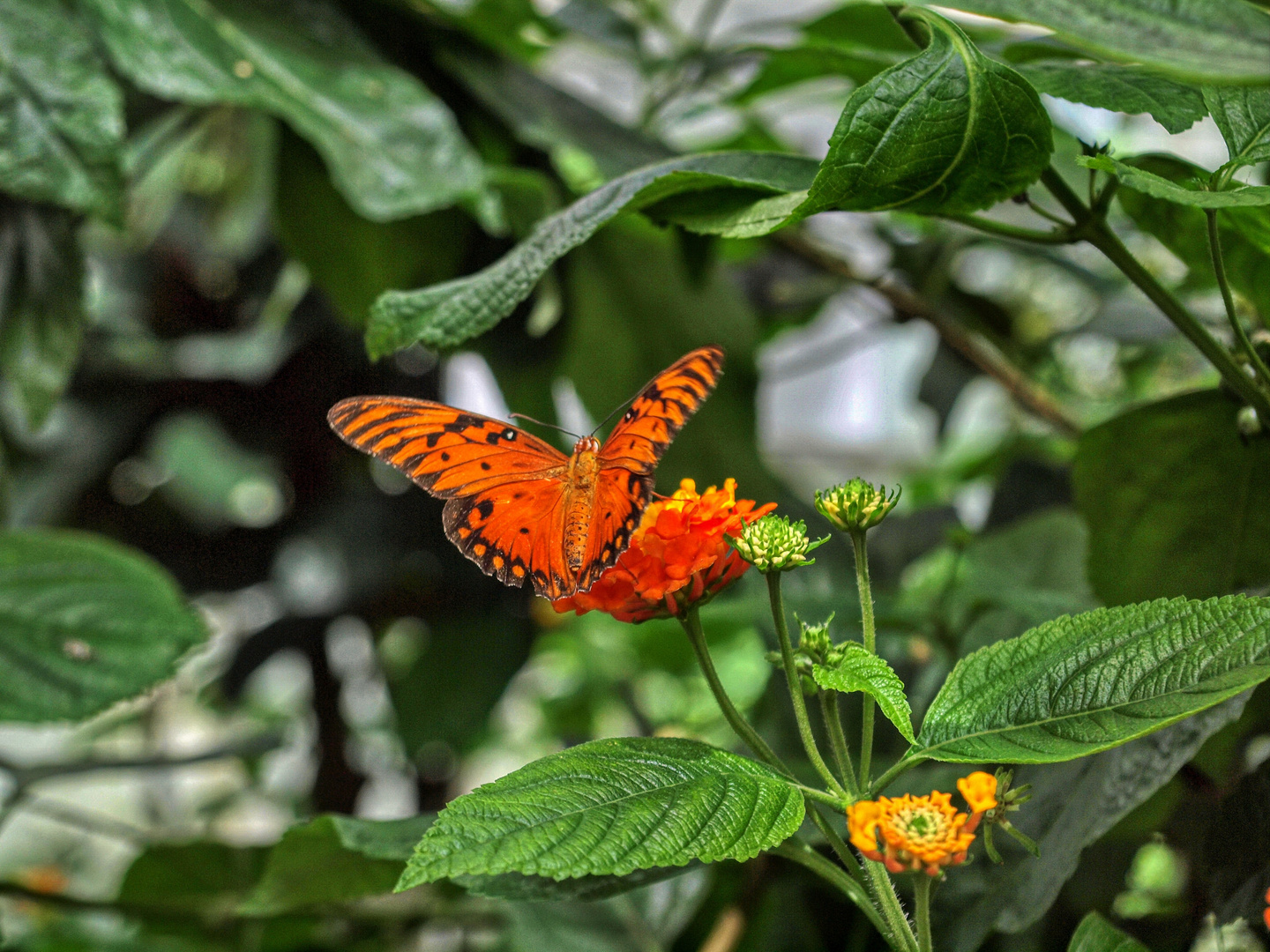 Schmetterling