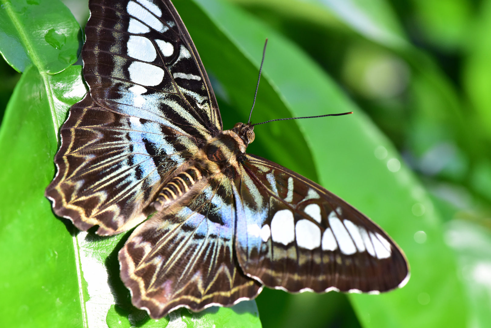 Schmetterling