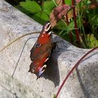 Schmetterling