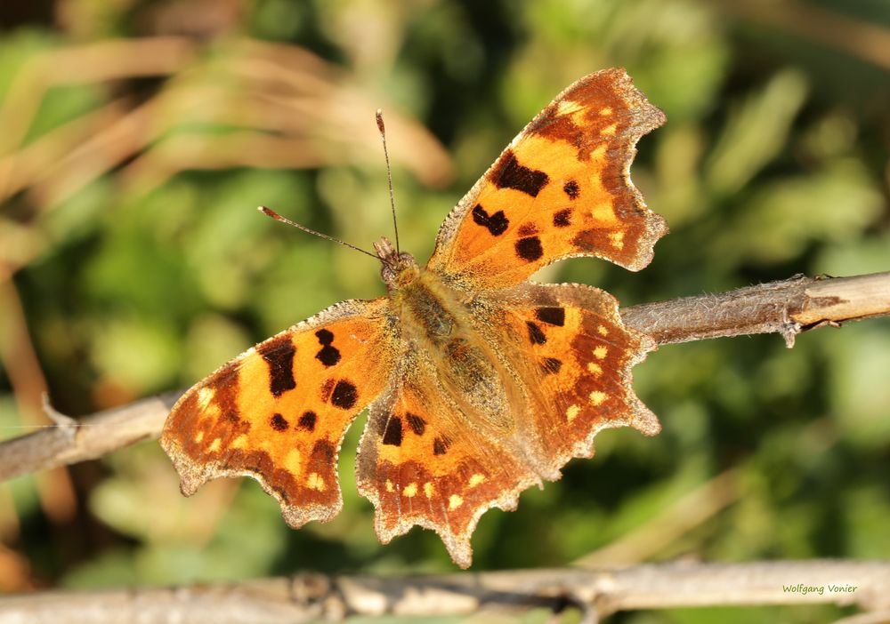 Schmetterling 