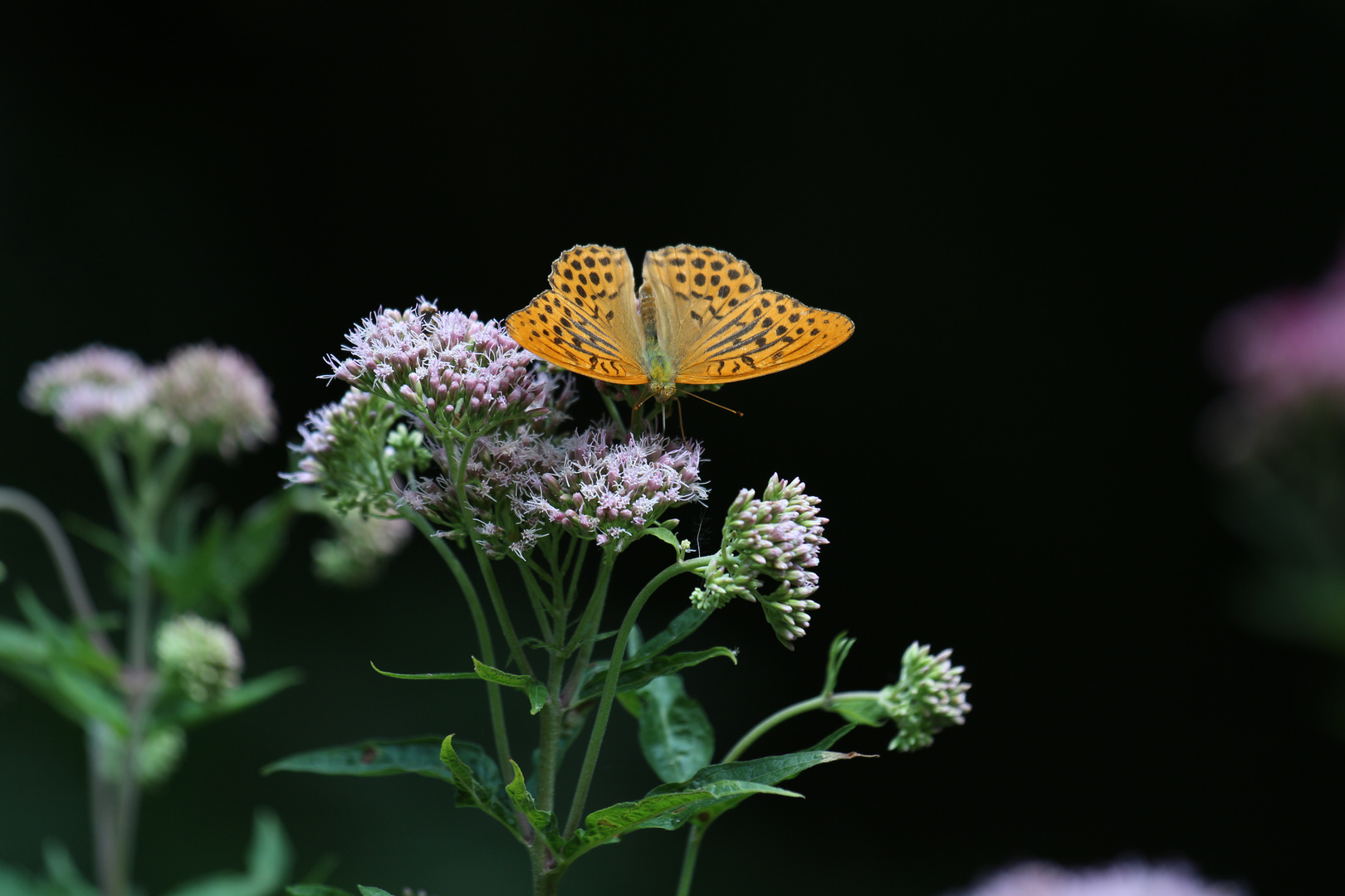 Schmetterling