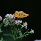 Schmetterling