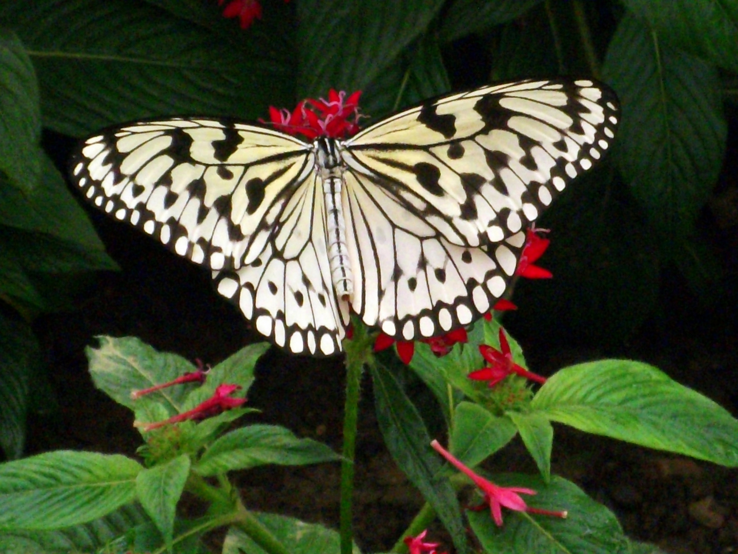 Schmetterling