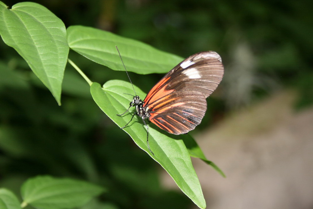 schmetterling