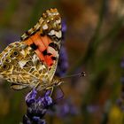 Schmetterling