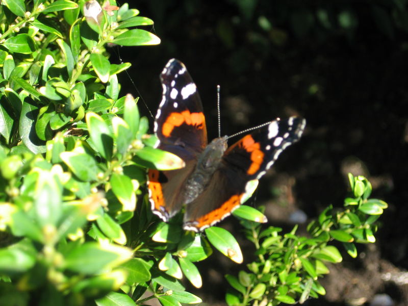 Schmetterling