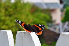 Schmetterling