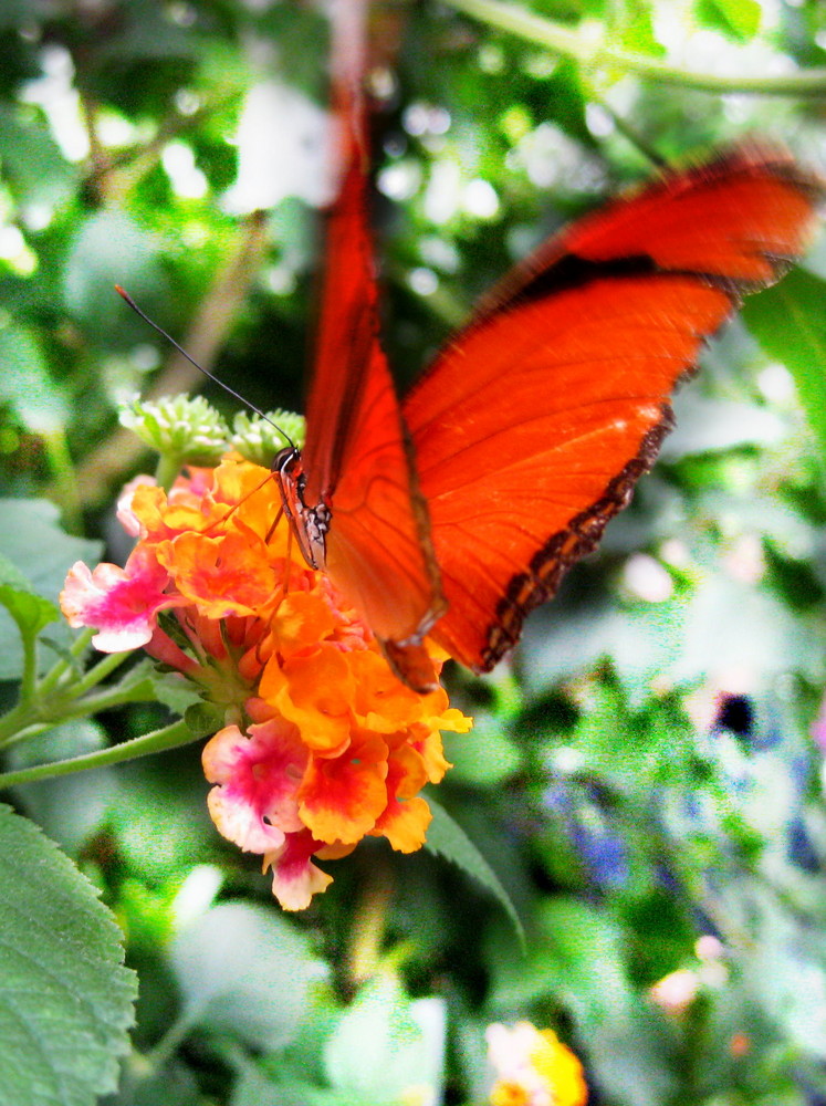 Schmetterling