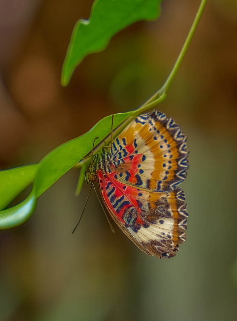 Schmetterling