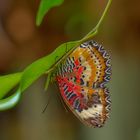 Schmetterling