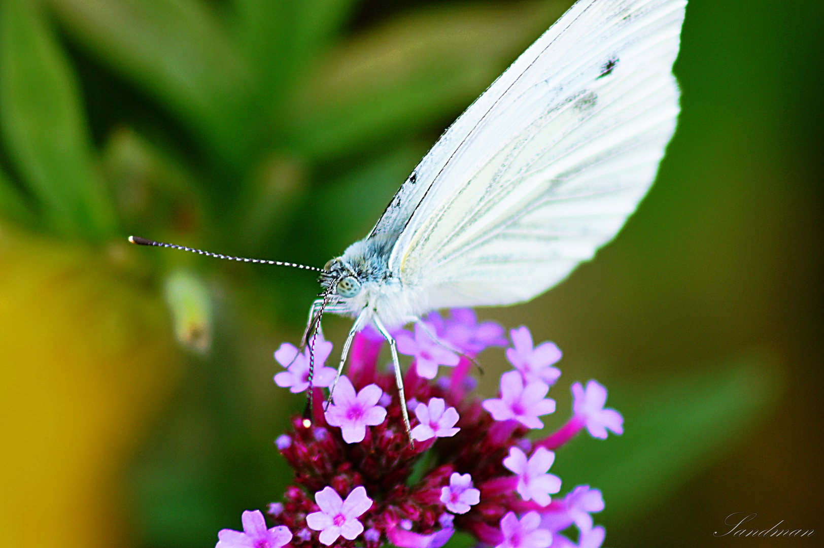 Schmetterling 