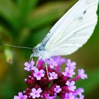 Schmetterling 