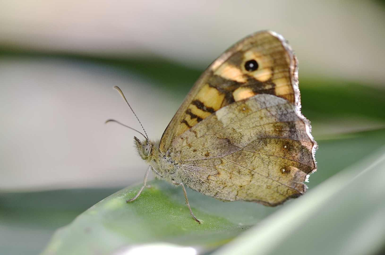 Schmetterling