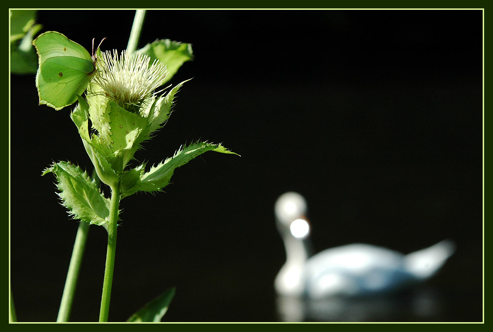 Schmetterling