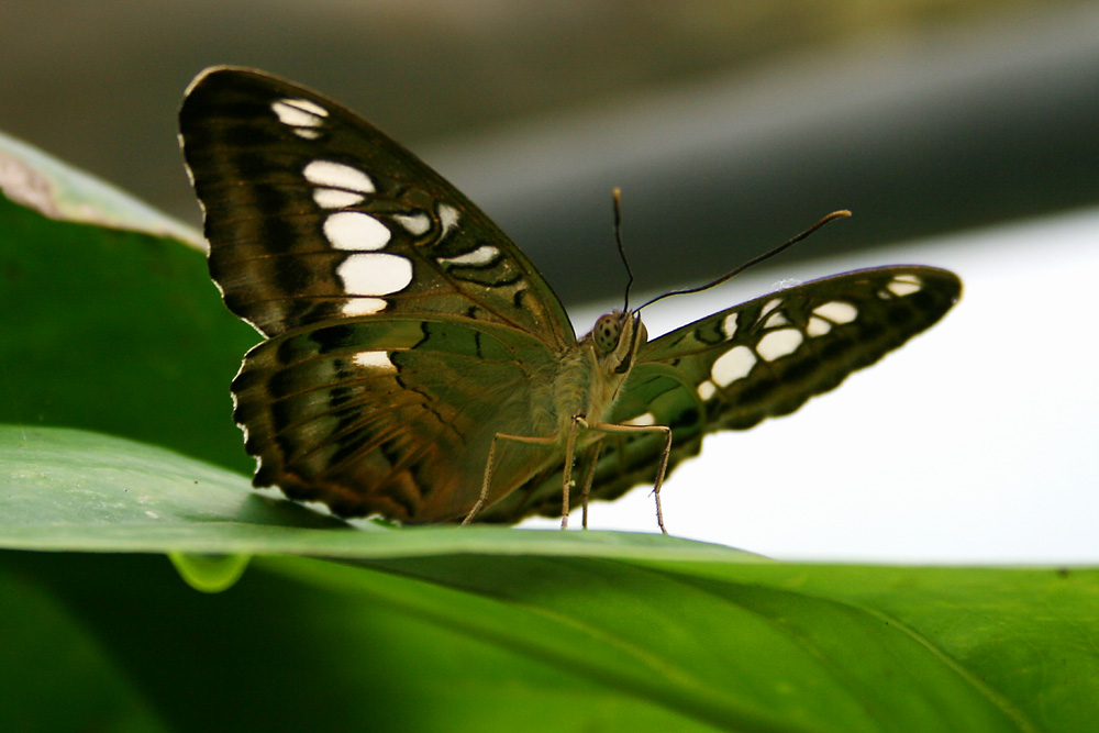 Schmetterling