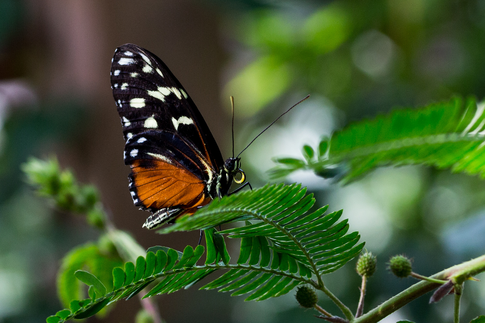 Schmetterling