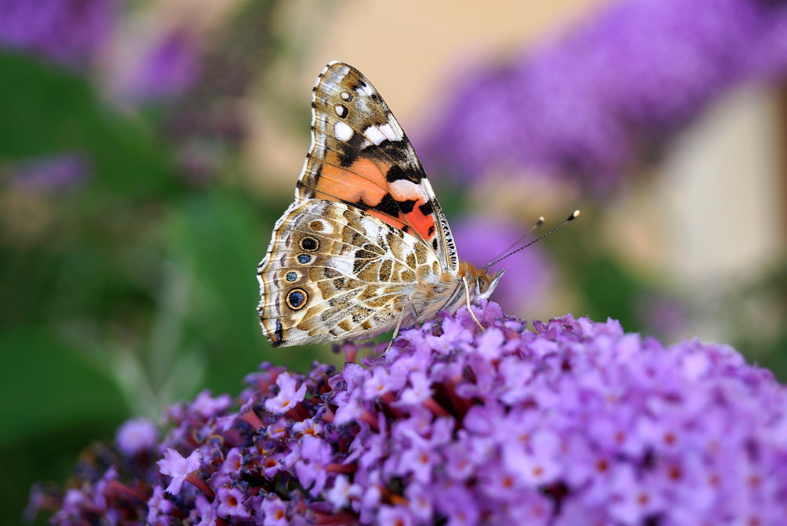 Schmetterling