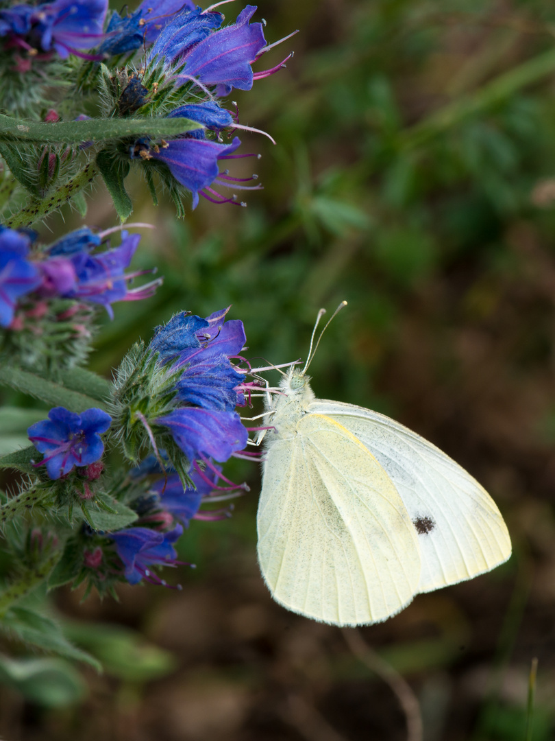 Schmetterling