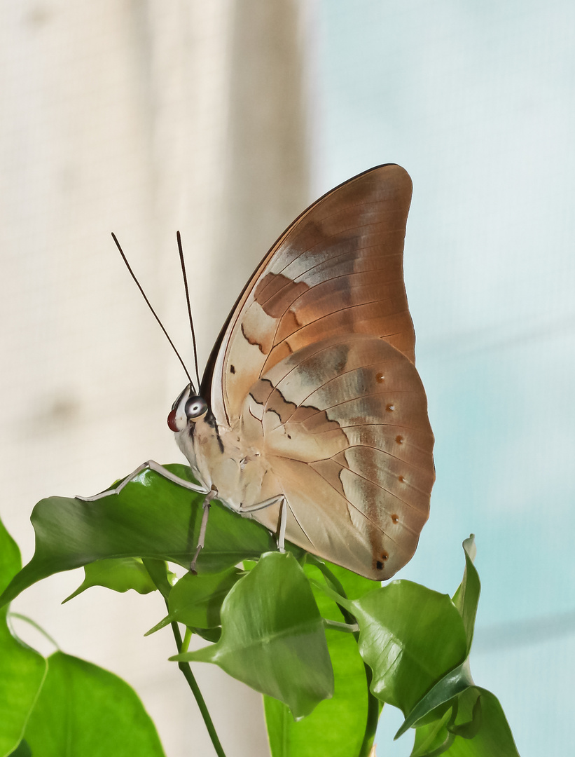 Schmetterling