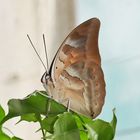 Schmetterling