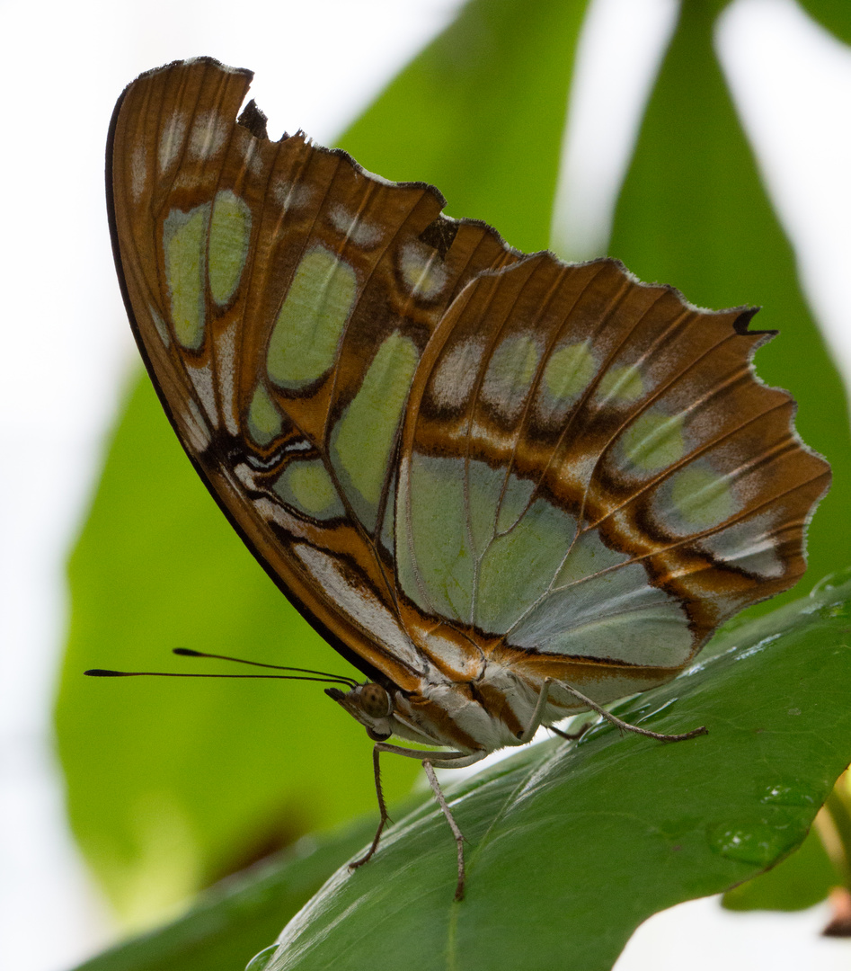 Schmetterling