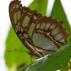 Schmetterling