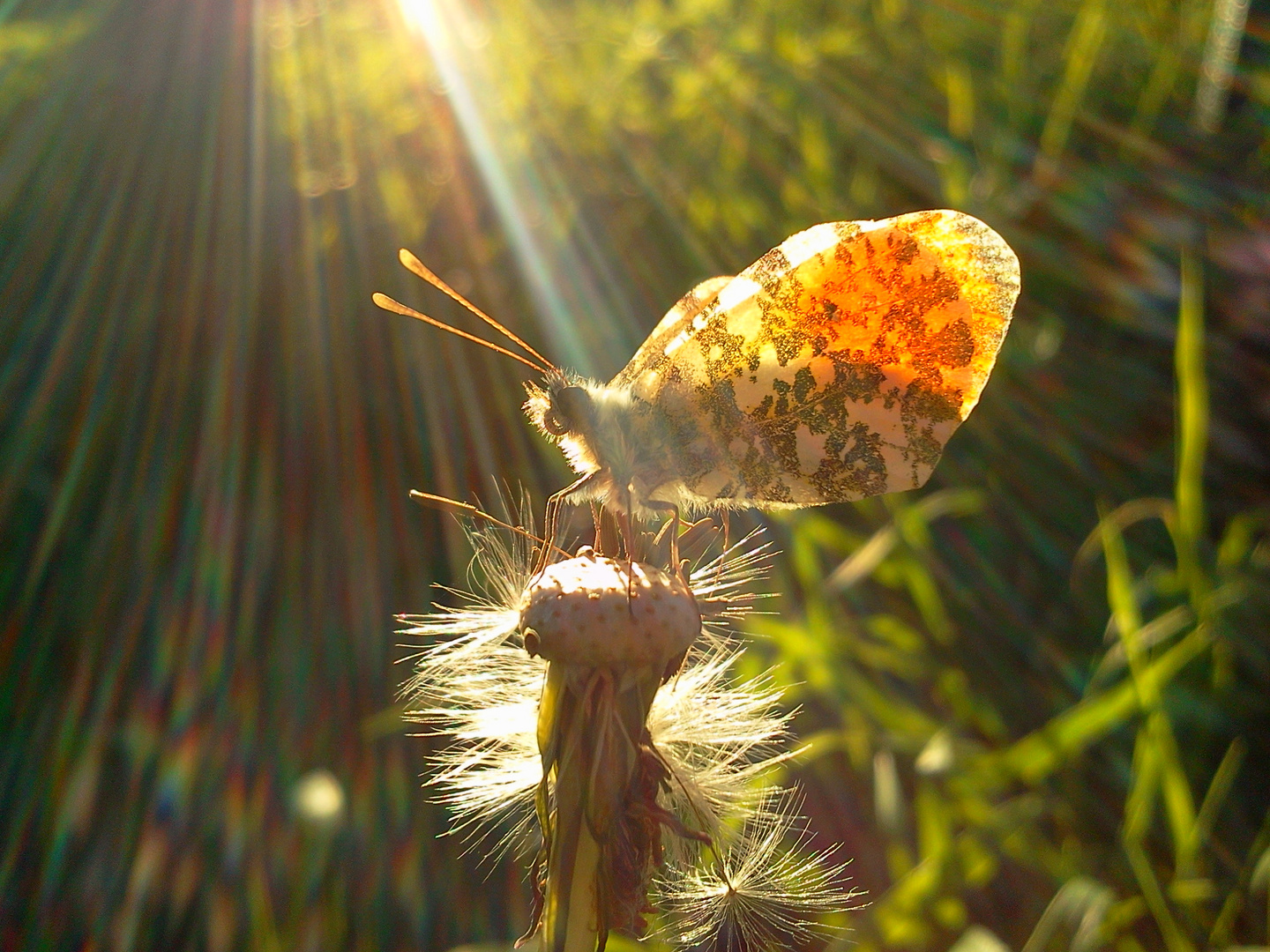 Schmetterling