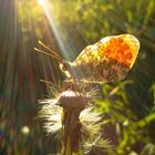 Schmetterling