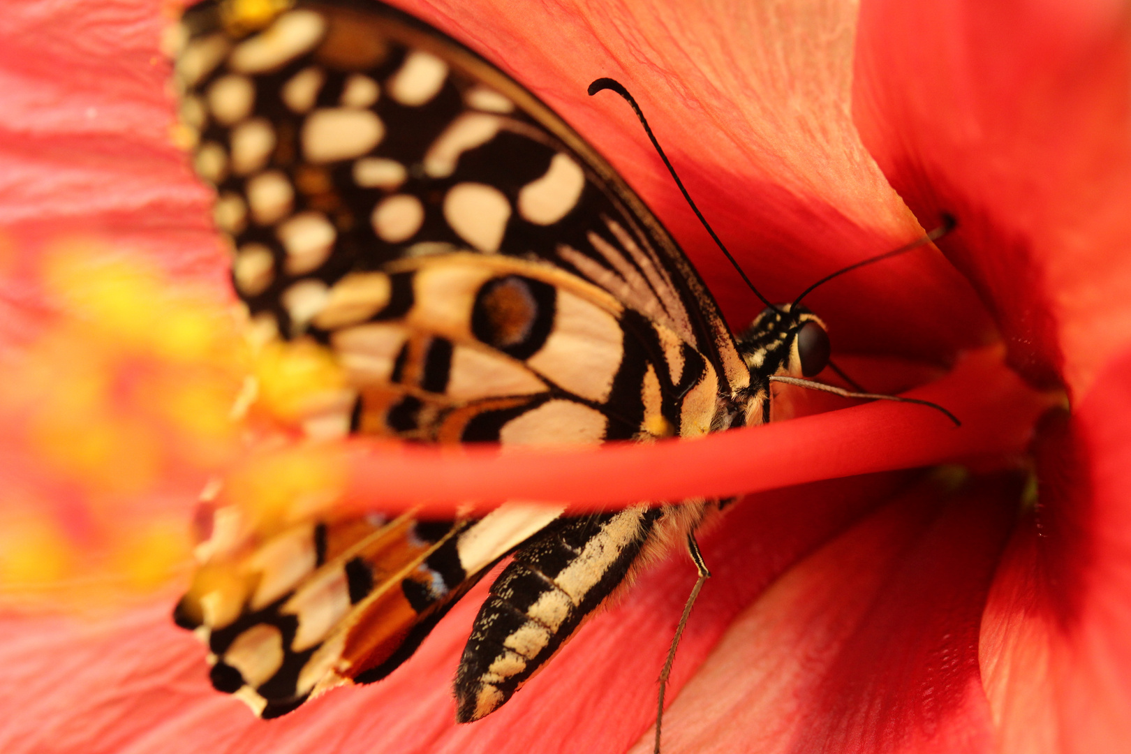 Schmetterling