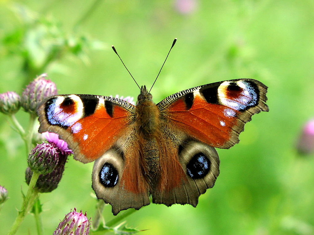 Schmetterling