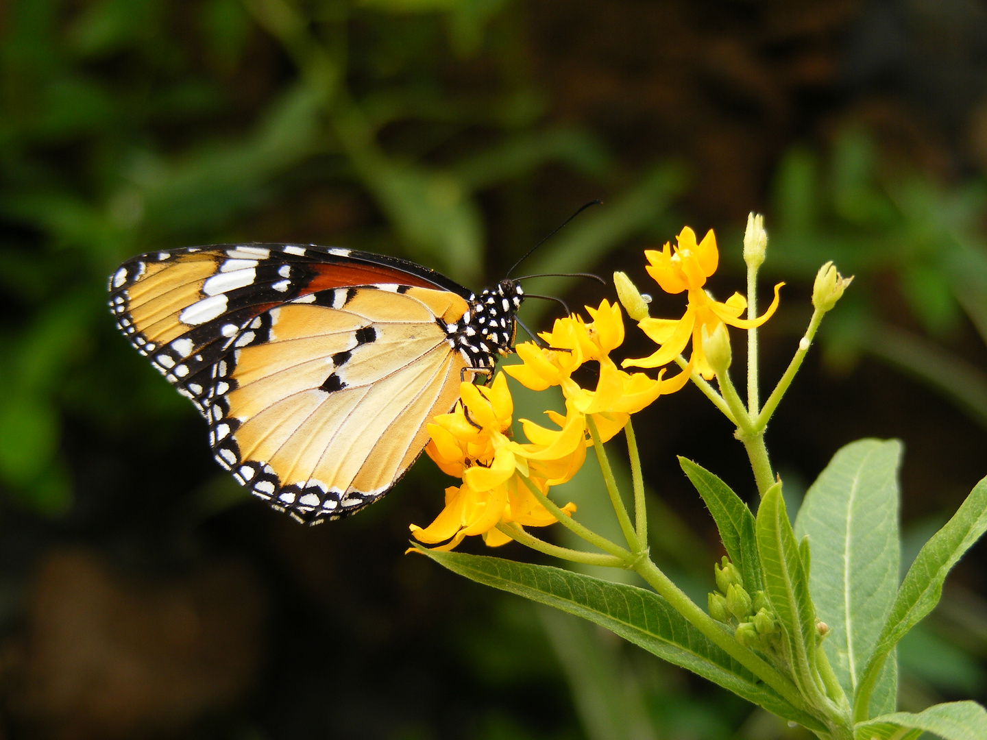 Schmetterling