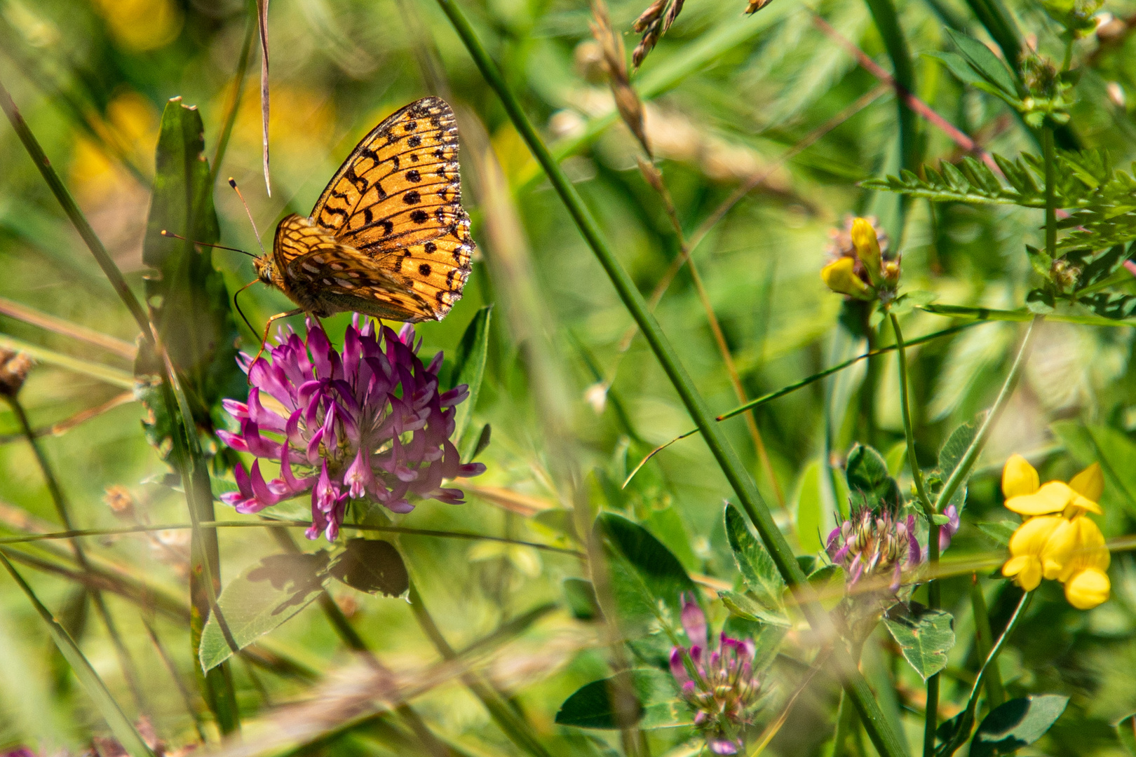 Schmetterling