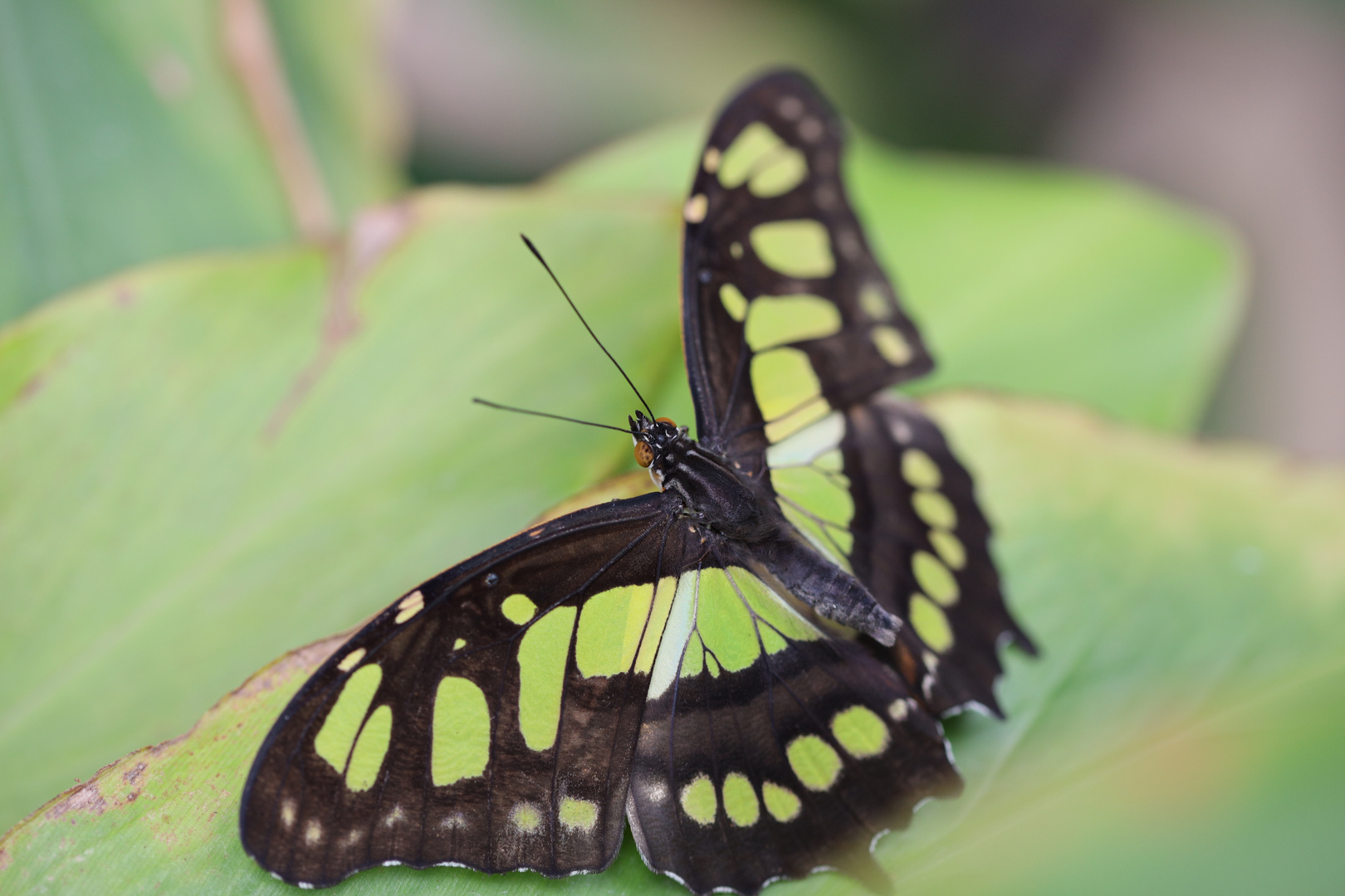 Schmetterling