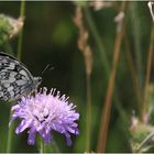 Schmetterling