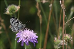 Schmetterling