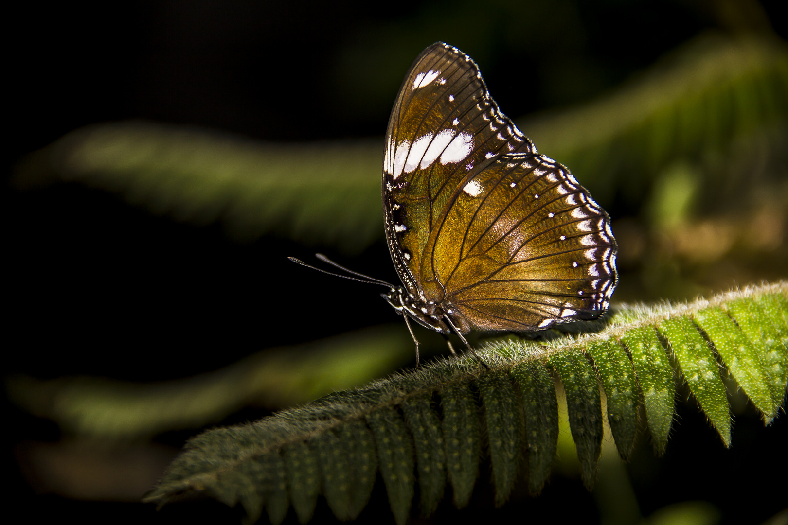 Schmetterling...