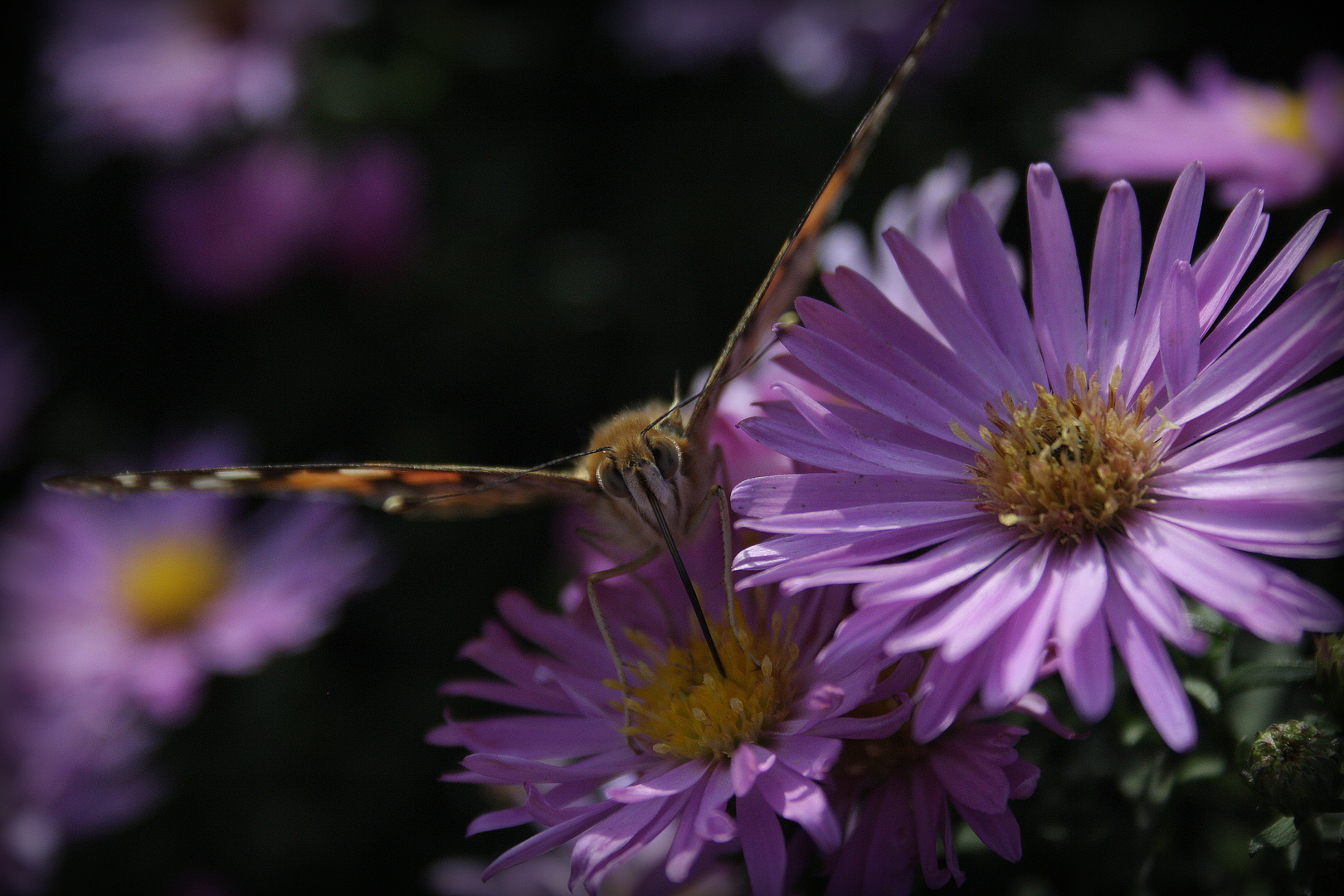 Schmetterling