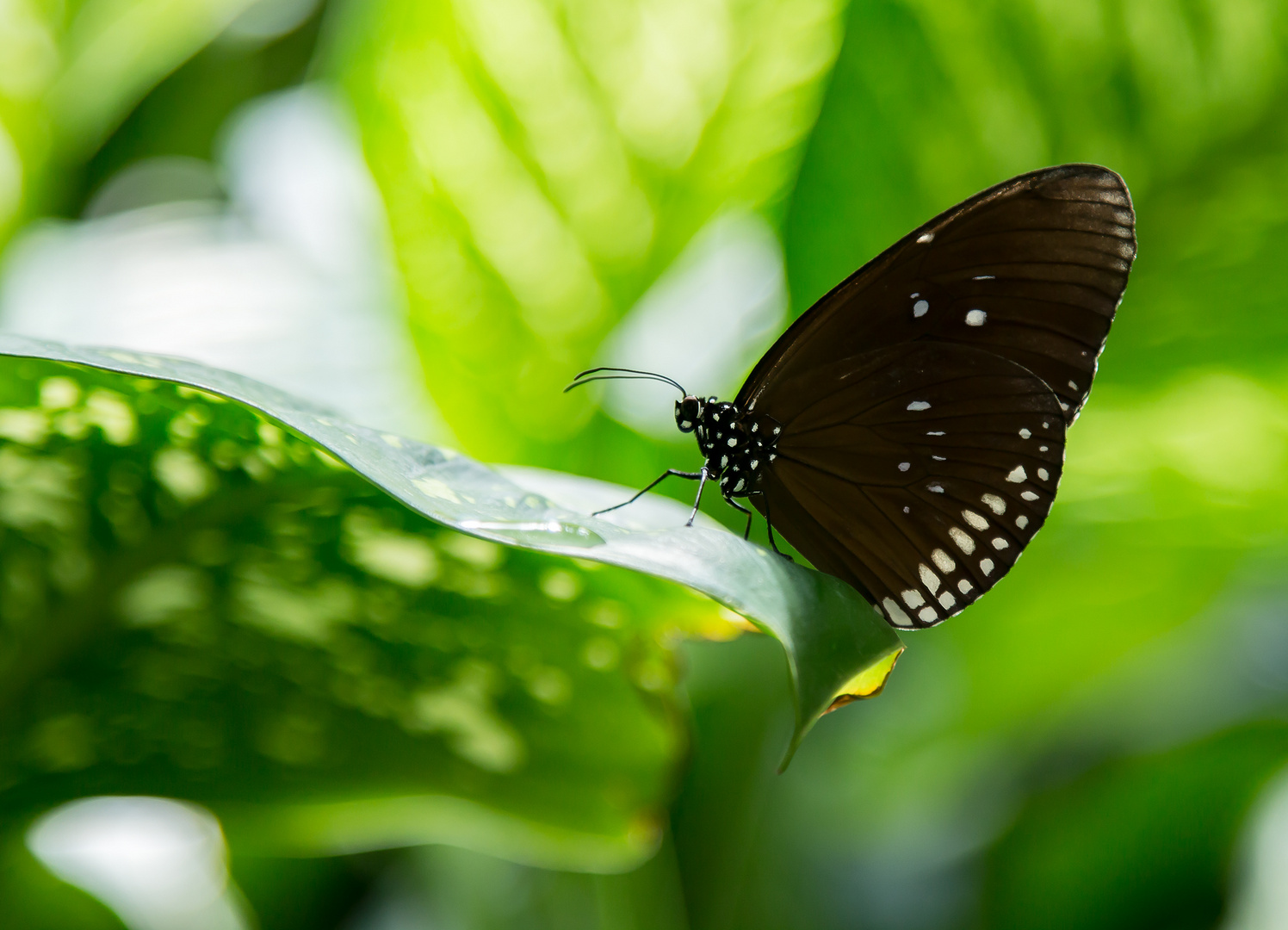 Schmetterling