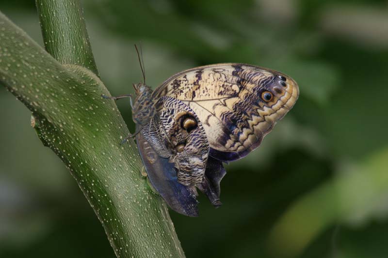 Schmetterling