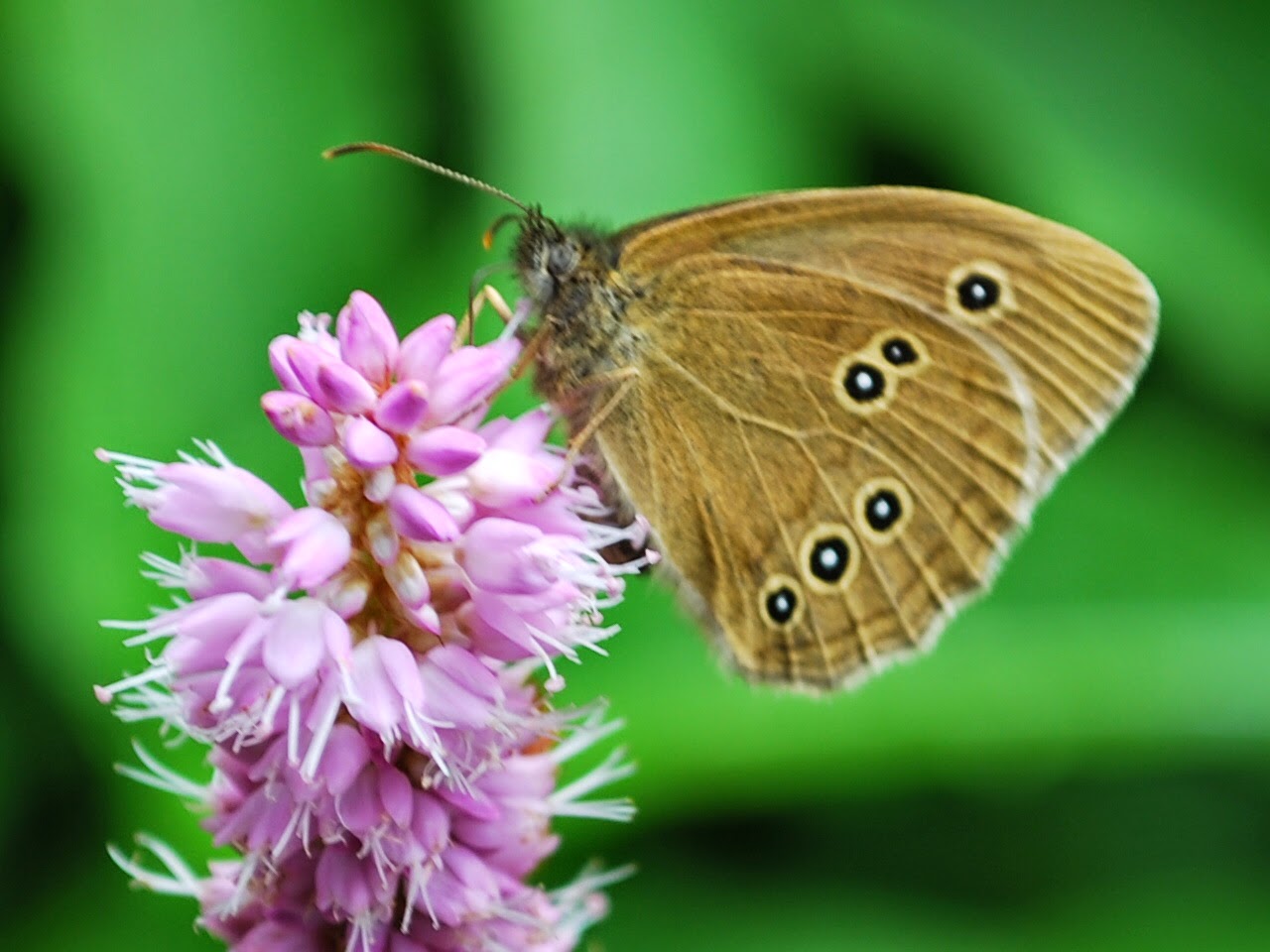 Schmetterling