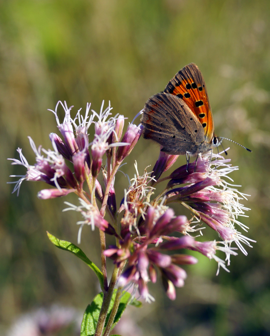 .schmetterling