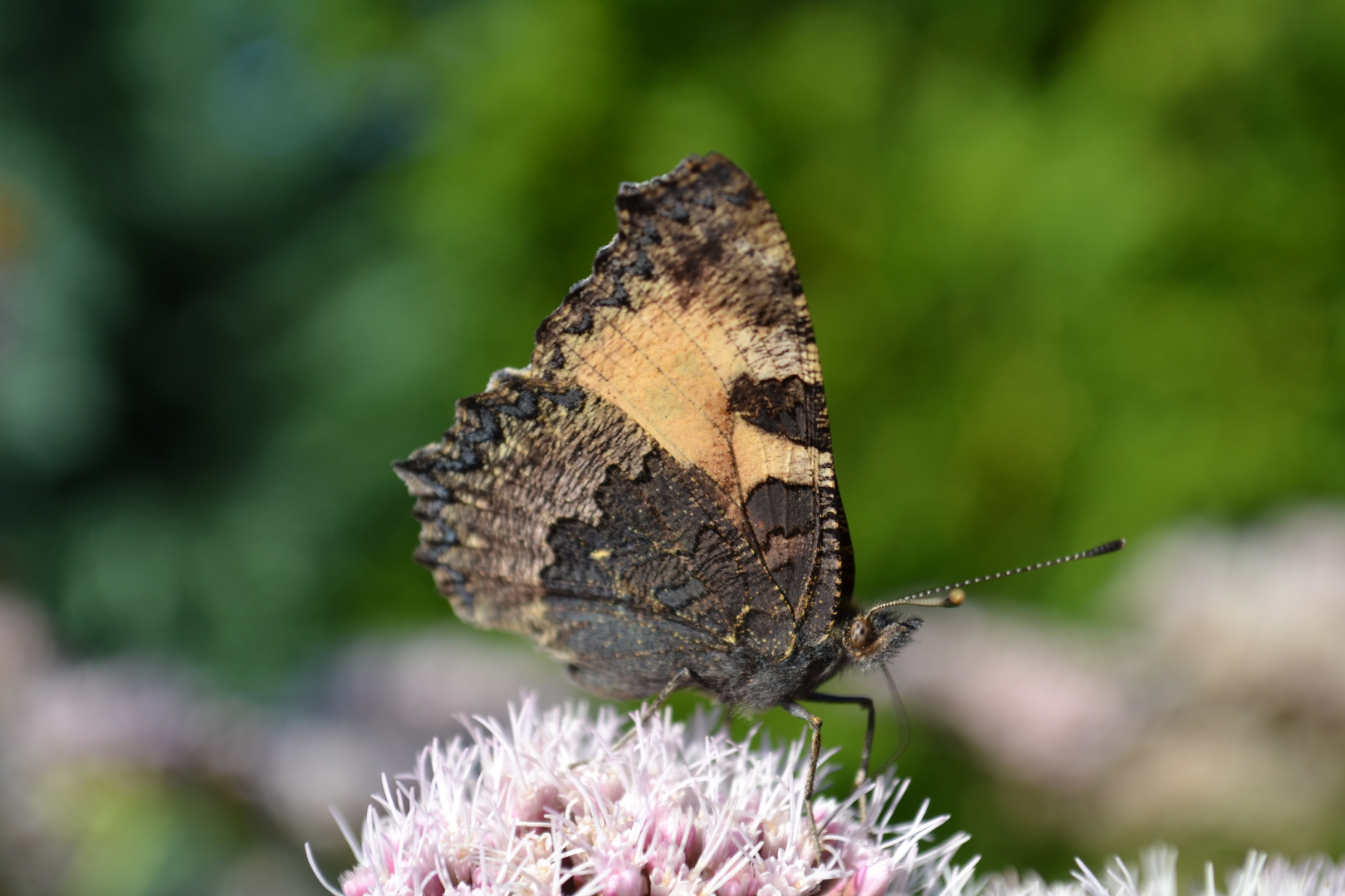 Schmetterling