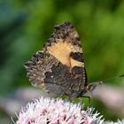 Schmetterling