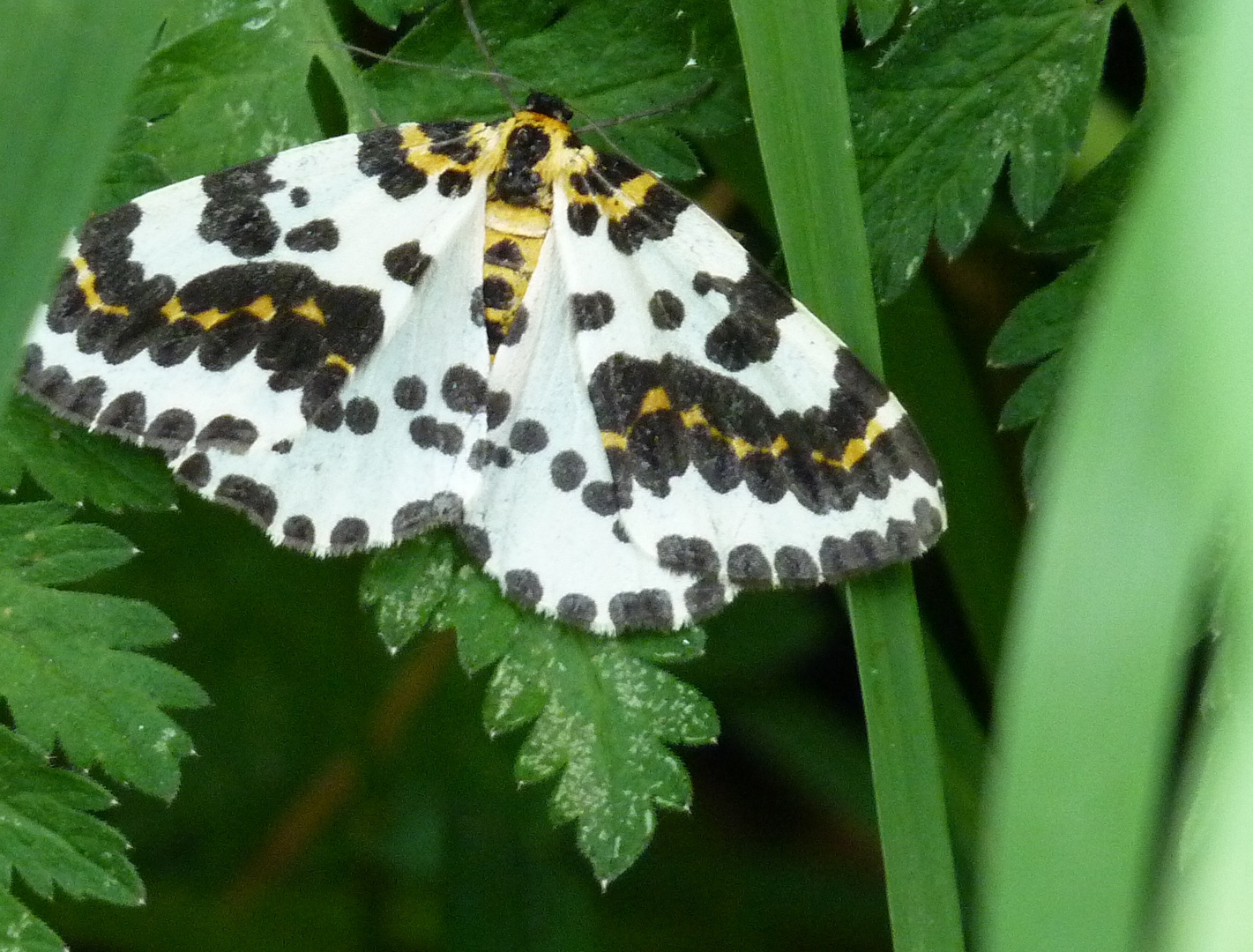 Schmetterling