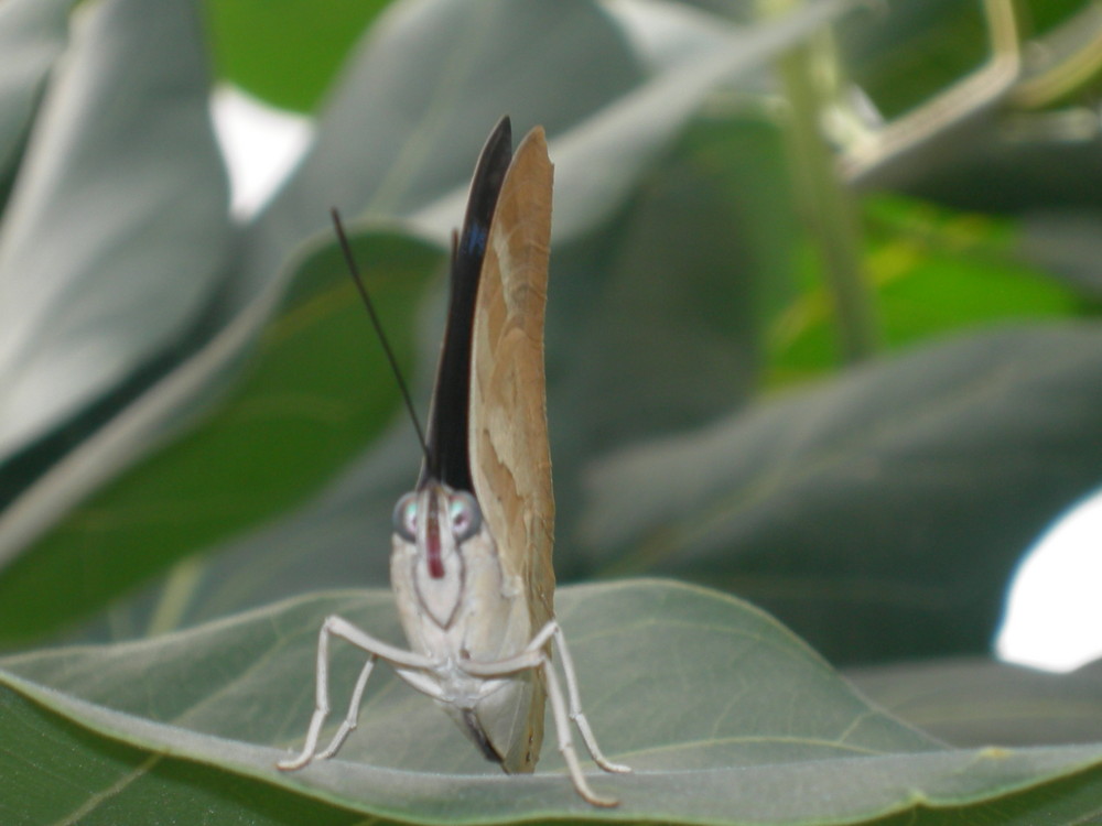 Schmetterling