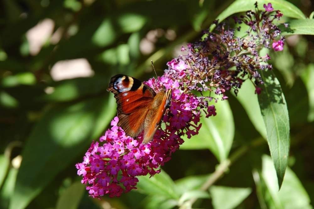 Schmetterling