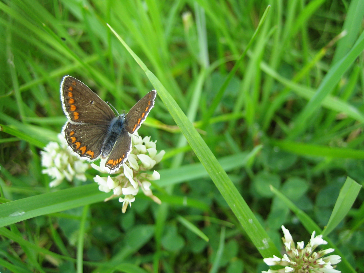 schmetterling